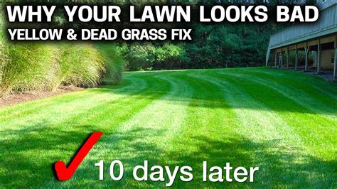 Why Your Lawn Is Yellow And Dying Easy Fix That Works Fast Youtube