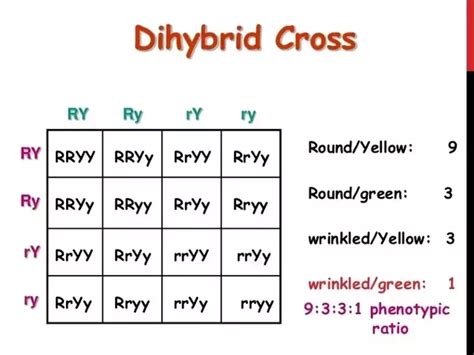 Dihybrid Punnett Square Genotype Ratio Answered Draw A Dihybrid My Xxx Hot Girl