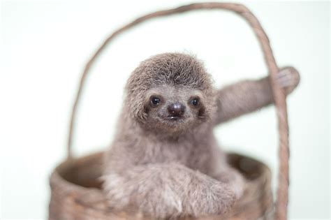 These Orphaned Baby Sloths Will Give You All The Warm Fuzzies