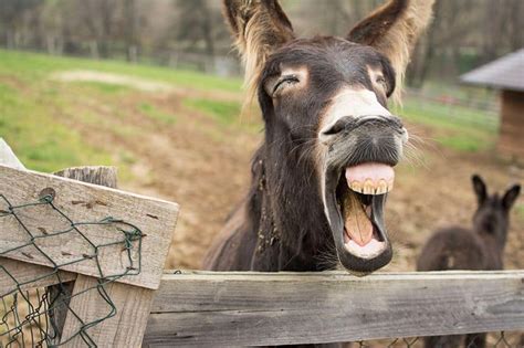 These Animals Were Caught Making Funny Faces Explore Awesome