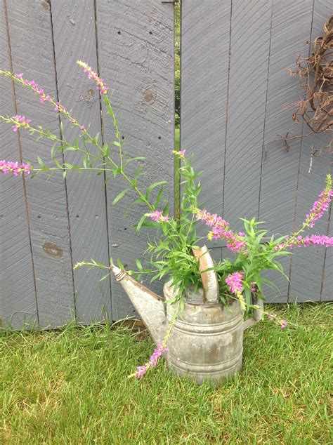 Loosestrife in watering can | Watering, Watering can, Garden