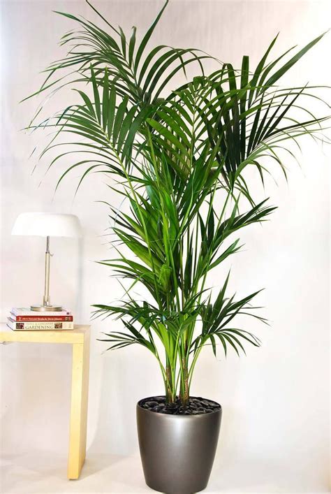 Indoor Plants Palm Plants Photo