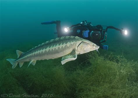 Desotoi), and shortnose sturgeons (acipenser brevirostrum)—are protected both federally and in the state of florida. Mark with sturgeon. Acipenser gueldenstaedtii | Derek ...