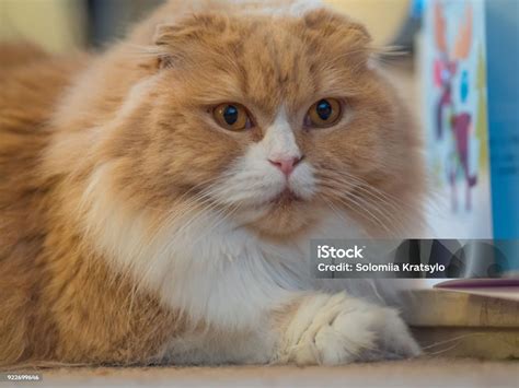 Furry Scottish Fold Breed Cat Stock Photo Download Image Now