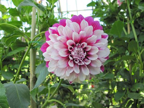 We did not find results for: Two tone dahlia wallpaper | Dahlia, Flowers, Two tone