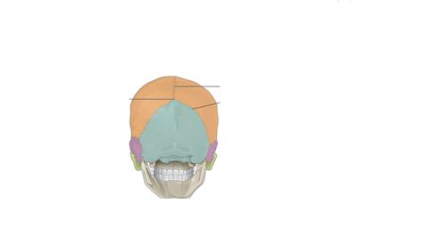 Posterior View Of Skull Diagram Quizlet