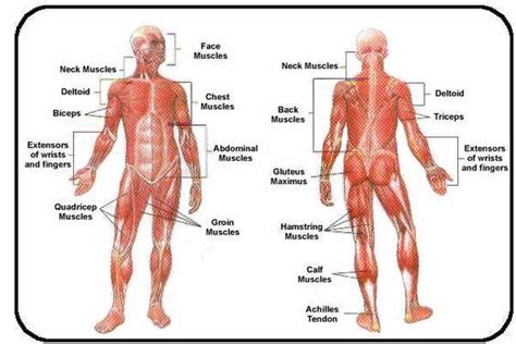 Without muscle, humans could not live. muscular system diagram labeled and unlabeled for kids ...