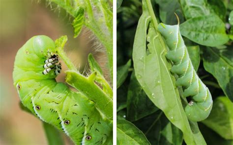 Tomato Hornworms How To Identify Control And Protect Your Tomato Plants Veggies Grow