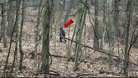 At Salt Fork State Park There Are Three Locations Where A Bigfoot Is