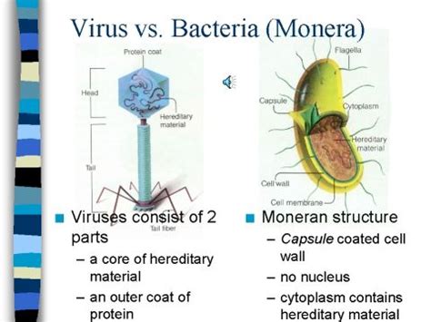 Maybe you would like to learn more about one of these? bacterial cell vs virus - Google Search | Microbiology ...