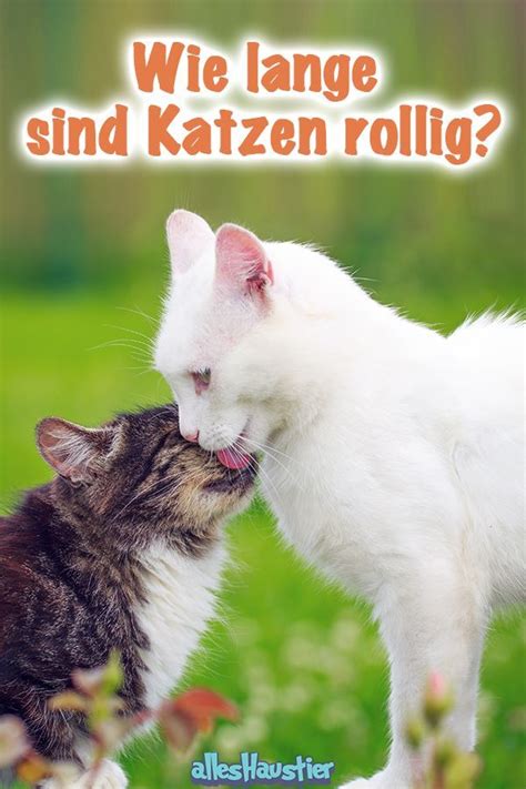 Vielleicht riecht es ja in einer ecke, aber es ist schon beinahe alles eingetrocknet und so fällt. Wie lange sind Katzen rollig? Details über die Rolligkeit ...