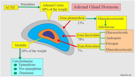 Adrenal Gland Hormones Interpretation Cortisol And Aldosterone