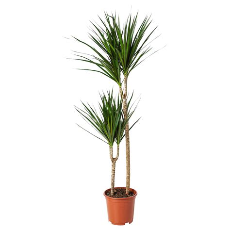 Growing indoors in pots, dracaena plants are sensitive to fertilizer salts. DRACAENA MARGINATA Potted plant - Dragon tree, 2-stem - IKEA