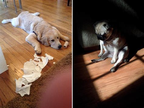 20 Photos Of Guilty Dogs That Are Very Sorry For What Theyve Done