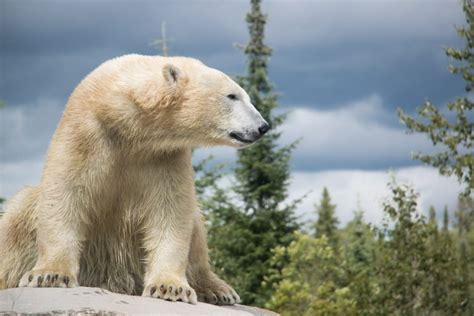 Meet The Bears Visit The Cochrane Polar Bear Habitat Northeastern