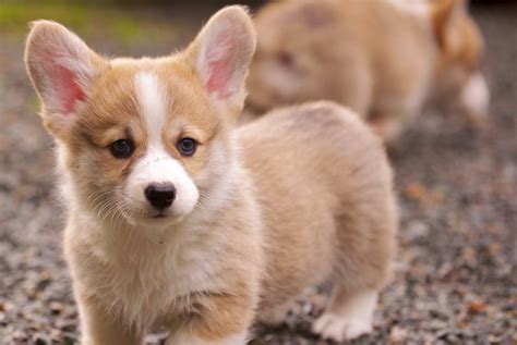Jul 07, 2021 · dwarf or small flowering shrubs are ideal for compact gardens, colorful foundation planting, or to enhance larger flowering bushes. What Kind Of Cute Dogs That Stay Small | petswithlove.us