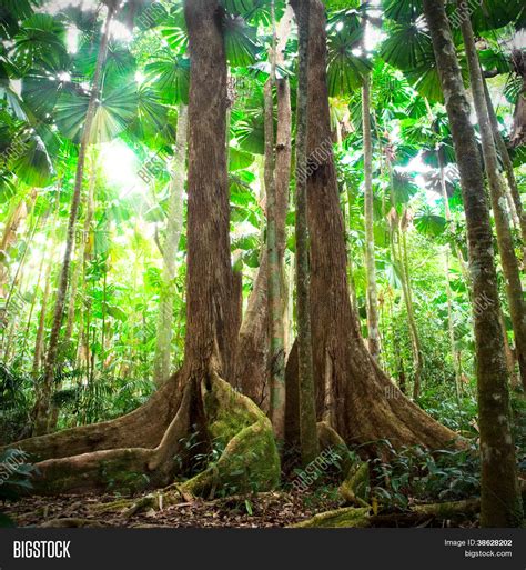 Rainforest Tropical Image And Photo Free Trial Bigstock