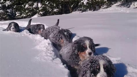 Time For Fun In The Snow 😀 Puppies Bernese Mountain Dog 12 Weeks Youtube
