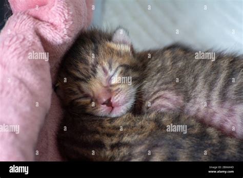 Newborn Adorable Kittens Suckling Playing And Sleeping In Their