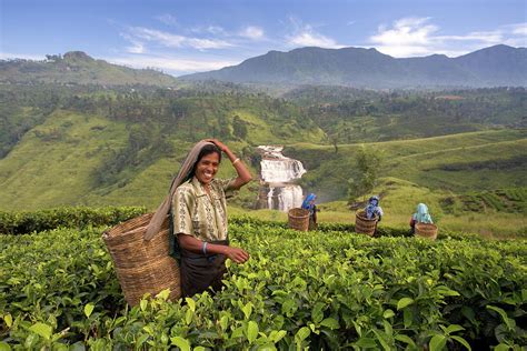 Women Picking Tea On Tea Plantation By Gavin Hellier Robertharding