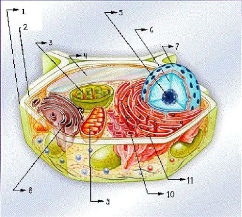 Las Partes De Una Celula Imagui Hot Sex Picture