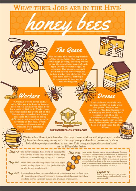 How Honey Bees Work In The Hive Buzz Beekeeping Supplies