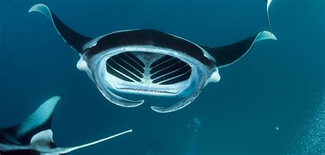 Watch The Captivating Courtship Dance Of Manta Rays Joshua Rapp Learn