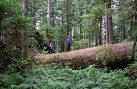 North Vancouver Island Hiking Tour With Cove Adventures Traveling