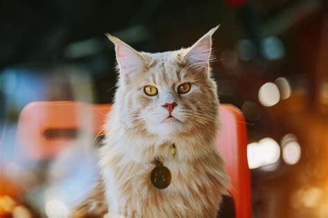 Maine Coon Cat Facts History Personality And Care Aspca Pet