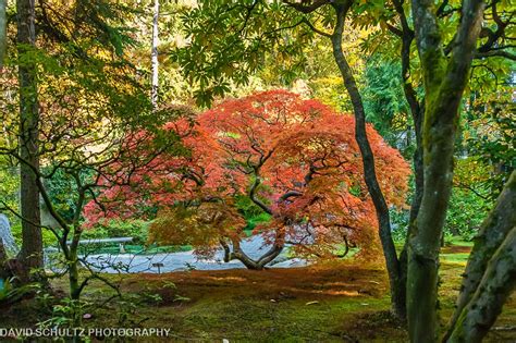 Japanese Maple Golden Full Moon In Fall The Leaf Tips D Flickr