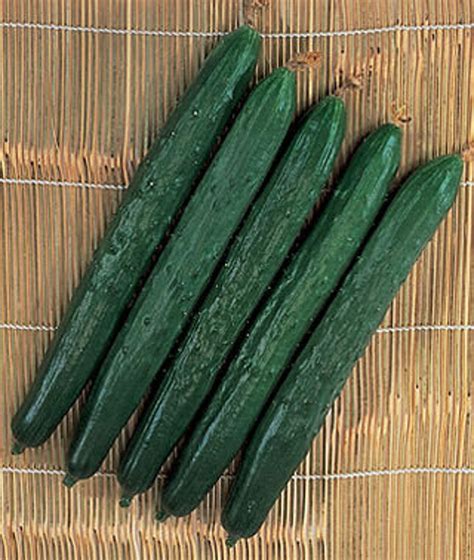 10chinese Long Suyo Long Cucumber Seeds Etsy