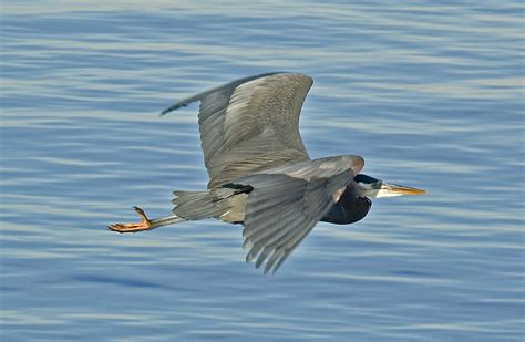 Great Blue Heron Flying Montana Audubon