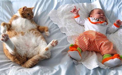 Cats And Children Things Every Parent Should Know