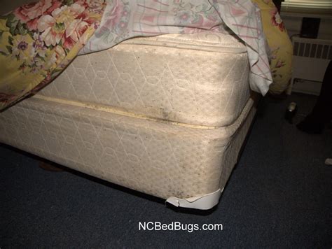 Mattress encasements are cases made of strong materials (polyurethane, polyester, etc.), which are designed to protect the mattress from bed. Dr. Bed Bug - free education material on bed bugs (Cimex ...