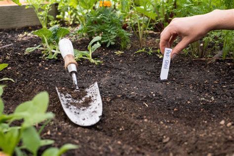 How To Direct Sow Seeds Successfully In Your Garden