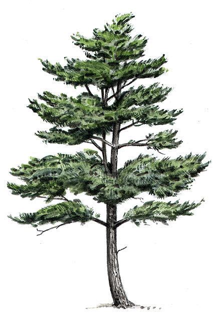 Pine Tree Drawing Notesmilo
