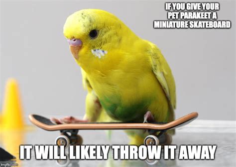 Parakeet With Skateboard Imgflip