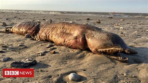 A Estranha Criatura De Dentes Afiados Encontrada Em Praia Do Texas Após