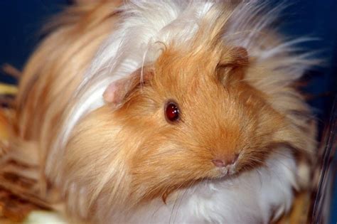 Peruvian Guinea Pig Info Pictures Personality And Traits Pet Keen