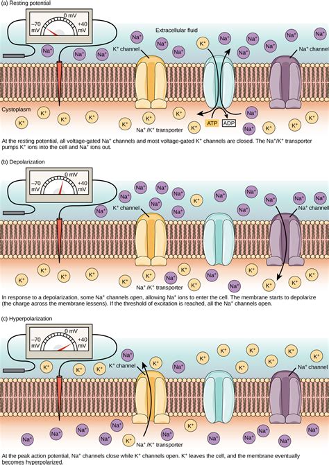Resting Membrane Potential | Biology for Majors II