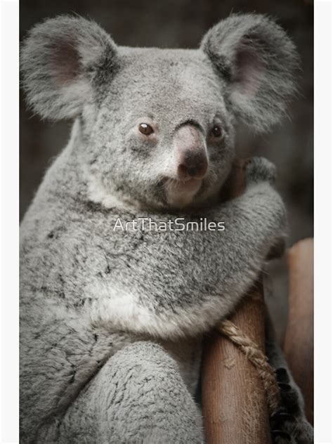 Big Ears Koala Bear Poster By Artthatsmiles Redbubble