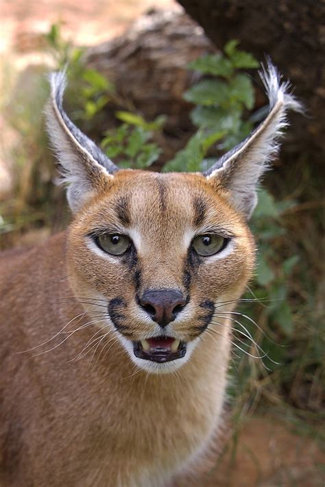 Long Ears By Jutta Kirchner 500px Wild Cats Caracal Cat Caracal