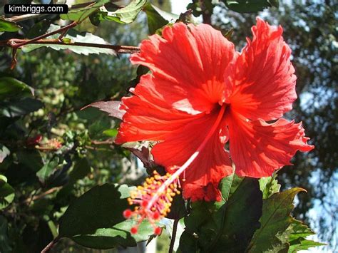 Olivia Maum Exotic Tropical Flowers Names An Alphabetical List Of