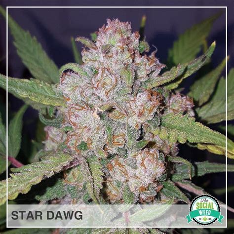 Stardawg The Social Weed