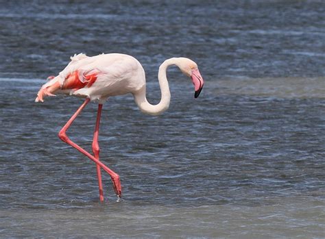 The Best Places To See Flamingos In South Africa