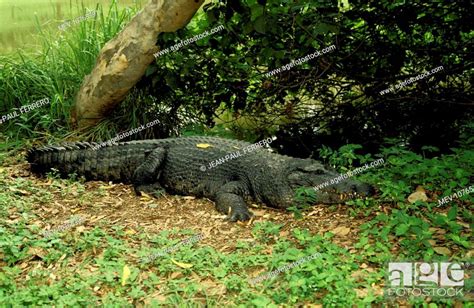 New Guinea Crocodile On Ground Crocodylus Novaeguineae Stock Photo