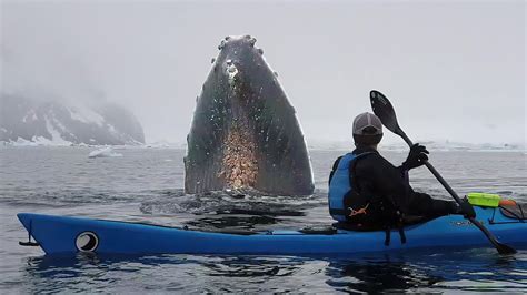 Antarctic Peninsula 2019 Kayaking With Whales Youtube