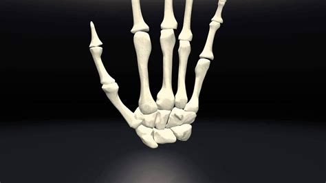 Bones Of The Hand Labeled