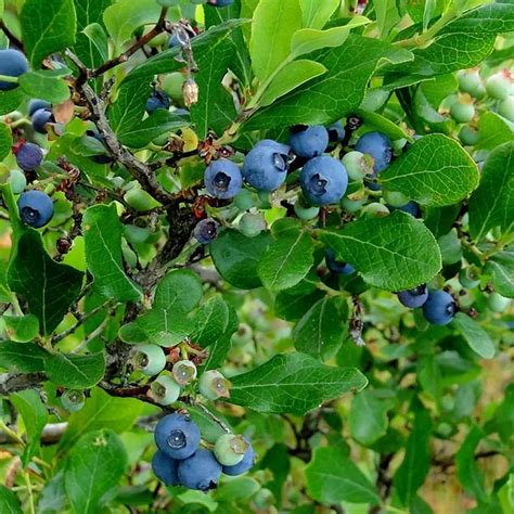Tifblue Blueberry Plants For Sale At Ty Ty Nursery