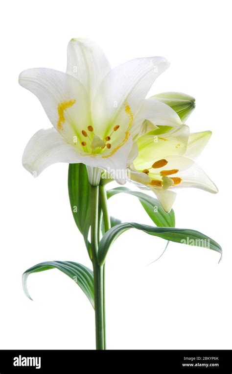 Beautiful Lily Flowers On White Luxury White Easter Lily Flower With